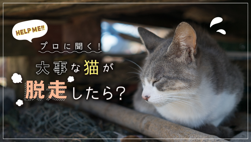 猫が脱走してしまった!「その時どうする?」をプロに聞く