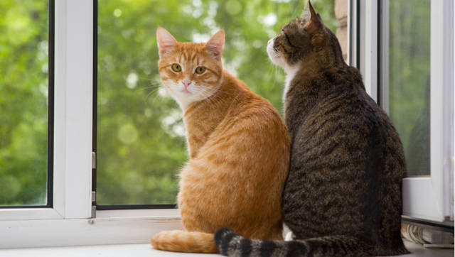 猫の保険で知りたいメリット・デメリット ~おすすめのポイントと注意点~