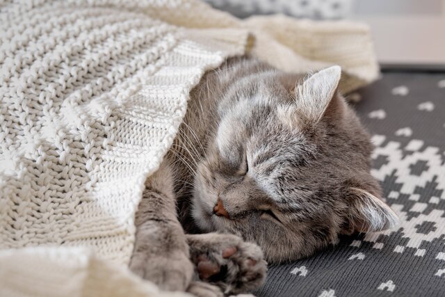 猫風邪はいつ、どうやってかかる?