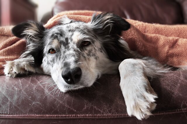 犬の風邪ってどんなもの?咳や鼻水には要注意