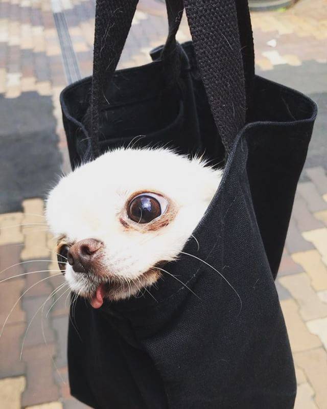 Instagram いぬどる より可愛すぎるわんこ動画6選 今日のpickupいぬドル わんこキャンプ