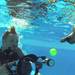 Underwater Puppies by Seth Casteel - YouTube