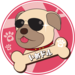 愛犬=アイドルを紹介するインスタハッシュタグ「#いぬドル」とは!? - わんこキャンプ