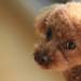 犬が前片足をあげている!?それは〇〇を伝えるサインかも! - わんこキャンプ