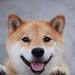 いつの間にかストレスに!?犬の嫌いなものや音や匂い5選! - わんこキャンプ