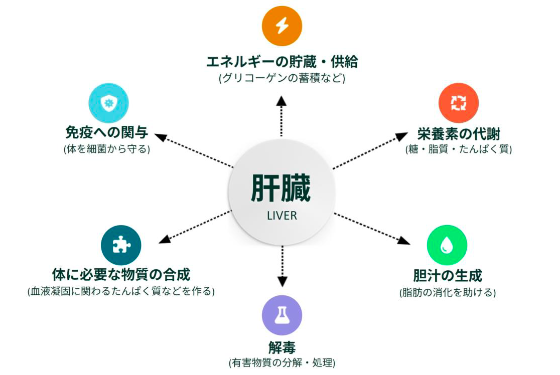 【図表２】肝臓の主な役割