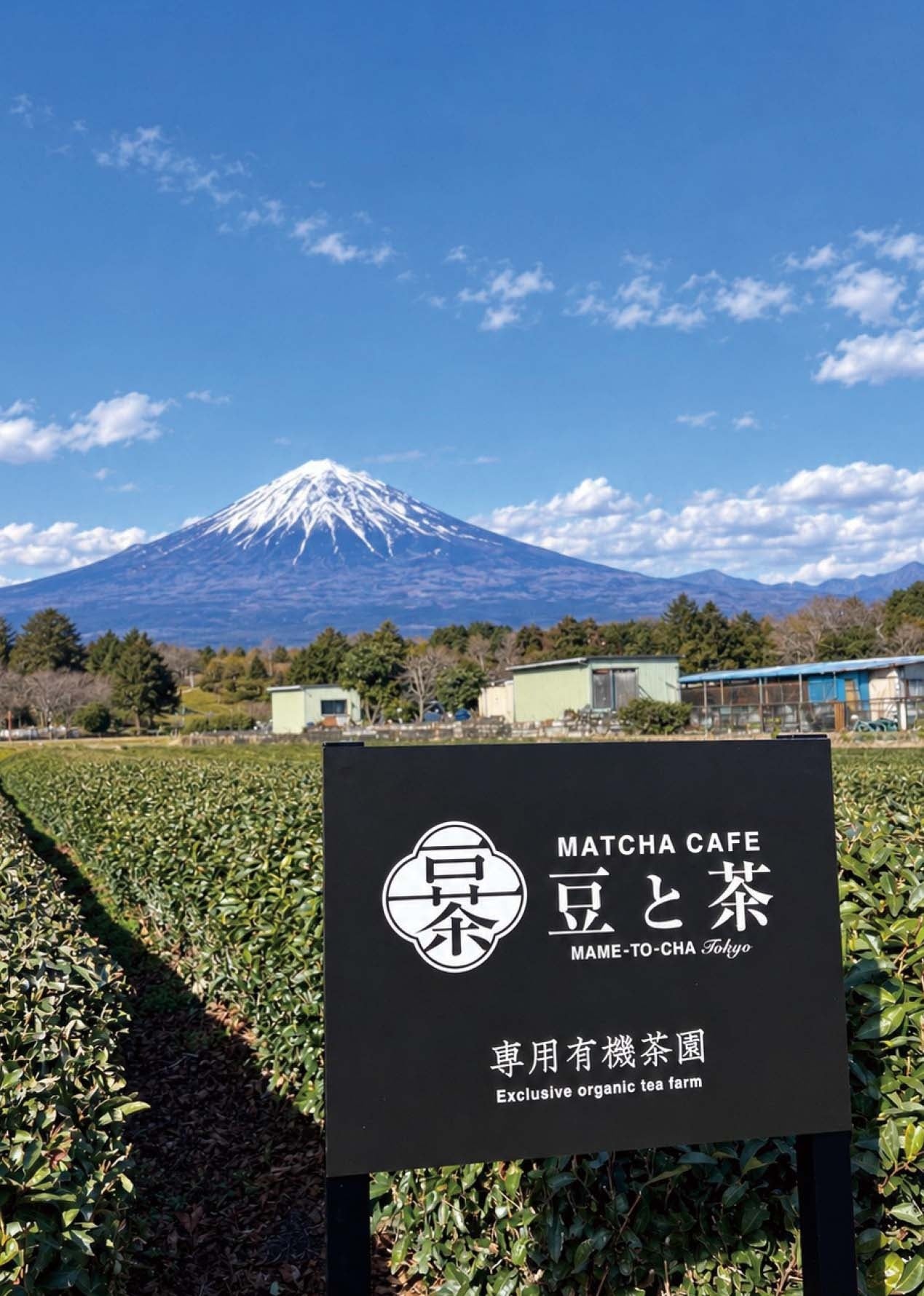 富士山麓にあるMAME-TO-CHAの自社有機茶園の風景