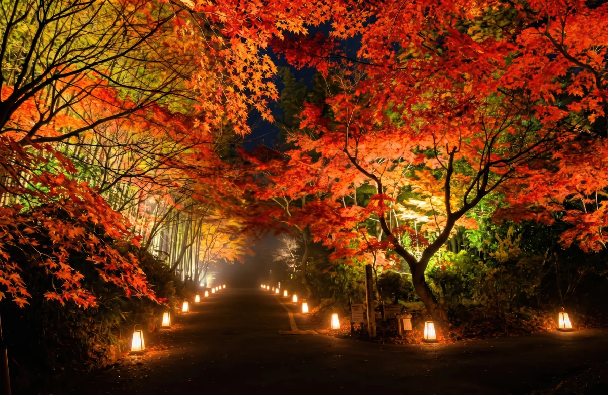 ライトアップされた紅葉の山道を歩く紅葉夜道