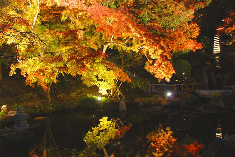 ライトアップされた夜の長谷寺の紅葉