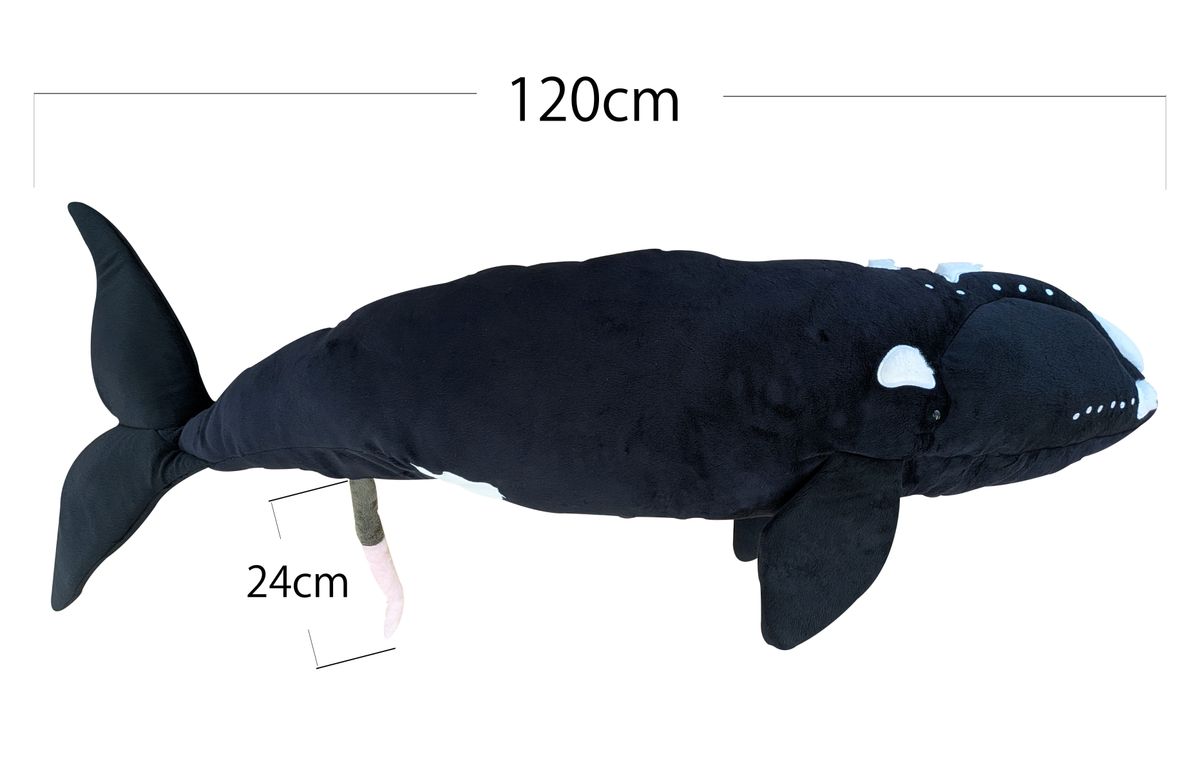 約120cmのセミクジラのBIGぬいぐるみ