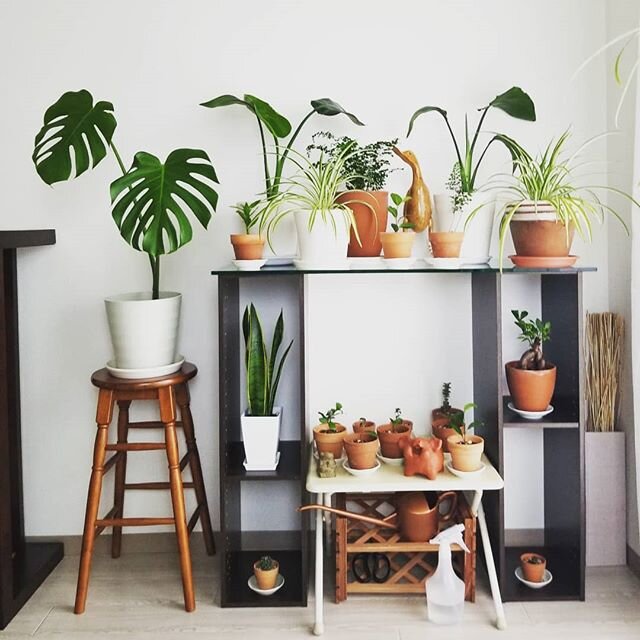 ミニマルな暮らしが心地いい 植物が主役のワンルーム とりぐら 一人暮らしの毎日がもっと楽しく