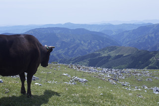 SHIKOKU’S HIDDEN GEMS: THE STUNNING VIEW OF SHIKOKU KARST