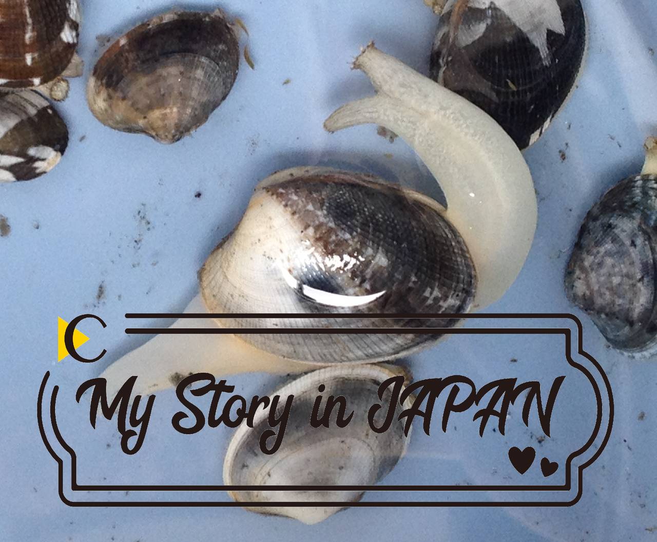 日本摸蛤攻略:每到夏天我要去海邊,海邊可以挖蛤蜊!