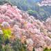 奈良、和歌山櫻花滿開前先探路!關西賞櫻景點有橋有鹿有湖超好拍|Cue日本 ~讓你的生活變得更有意義~