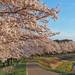 【京都】櫻花季系列2~龜岡運動公園夜櫻 賞櫻不用人擠人