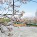 2019年東京賞櫻報告!~飛鳥山公園篇~|Cue日本 ~讓你的生活變得更有意義~