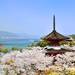山陰山陽+四國美麗櫻花這裡找 廣島嚴島神社春景更迷人