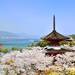 山陰山陽+四國美麗櫻花這裡找 廣島嚴島神社春景更迷人|Cue日本 ~讓你的生活變得更有意義~