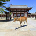 到奈良找小鹿班比 參觀東大寺