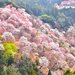 奈良、和歌山櫻花滿開前先探路!關西賞櫻景點有橋有鹿有湖超好拍