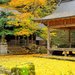 【2019】秋之京都・除了美麗的的紅葉,銀杏也不遑多讓!嚴選3選