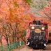 搭著小火車與遊船前往風情與詩意的賞楓之旅!秋天的嵯峨野小火車&保津川溯溪