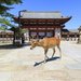 情侶去奈良旅行的好去處~19間奈良推薦旅館懶人包