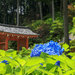 京都的早上行程 梅雨季去寺院看紫陽花