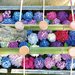 梅雨時節賞古典優雅之花——京都府內紫陽花名所【6選】