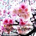 敞洋在日本最早開的粉紅河津櫻花海中!熱海櫻系川櫻花祭、熱海梅園一日遊
