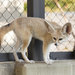 關西親子自由行必去景點!到「京都市動物園」與小動物零距離接觸