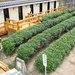福壽園宇治茶工房重新開張!從宇治茶體驗到甜點都有
