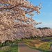 【京都】櫻花季系列2~龜岡運動公園夜櫻 賞櫻不用人擠人