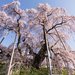 東北追櫻好享受 青森、岩手、福島等櫻花看不完!
