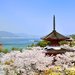 山陰山陽+四國美麗櫻花這裡找 廣島嚴島神社春景更迷人