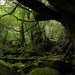 日本的世界遺產系列No.19ー屋久島