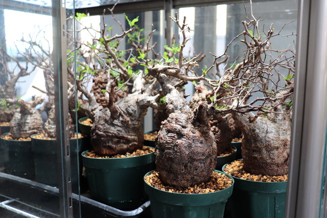 invisible ink ボタナイズ 白金限定 植木鉢（¥65,000）