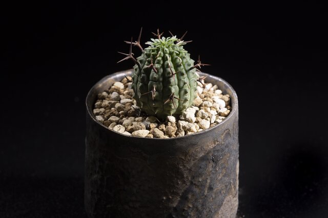 ユーフォルビア オベサ木質化多肉植物ビザールプランツおまけ付き edbbd1c2-ce4d-441d-a292-