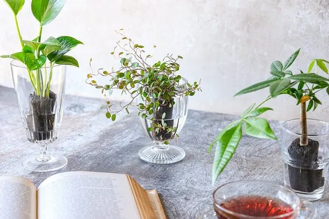 ＆Green（アンドグリーン）の土がいらない観葉植物を、暮らしのパートナーに｜ZOOM LIFE