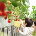 2019最新!関西イチゴ狩り人気スポット8選♡オープン時期や食べ放題など特徴を徹底比較♪