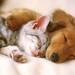 初めてペットを飼う前に考えたい4つのこと☆ - ikumama