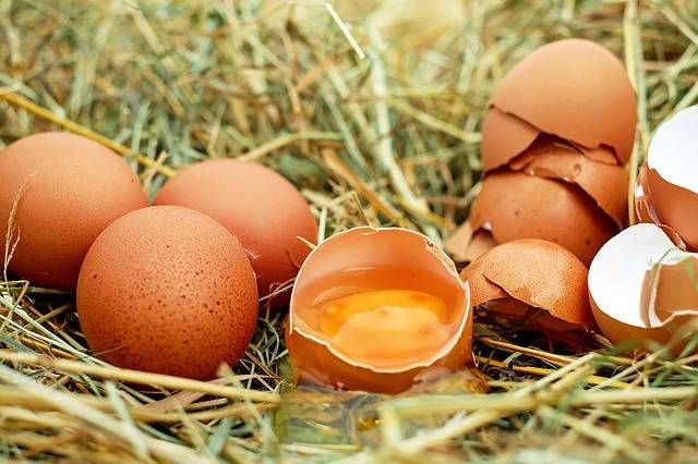Free photo: Egg, Chicken Eggs, Raw Eggs - Free Image on Pixabay - 1510449 (24096)
