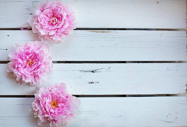 Peonies Flowers Background · Free photo on Pixabay (137120)