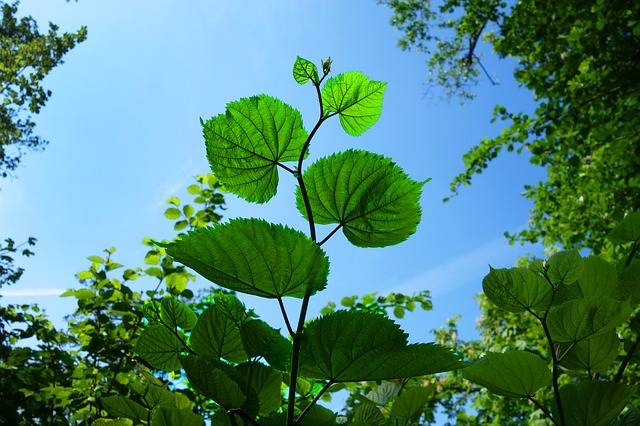 Leaf Foliage Branch · Free photo on Pixabay (140707)