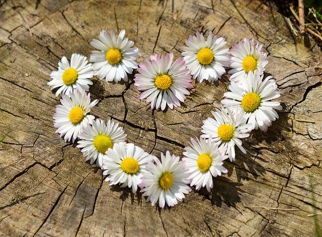 Daisy Heart Flowers Flower · Free photo on Pixabay (142076)
