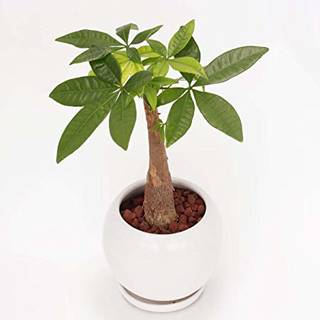 Amazon｜イイハナ・ドットコム 観葉植物 パキラ 4号｜グリーン・観葉植物 オンライン通販 (135060)