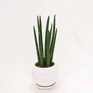 Amazon｜イイハナ・ドットコム 観葉植物 サンスベリア スタッキー｜グリーン・観葉植物 オンライン通販 (135061)
