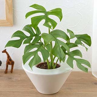 Amazon｜【日比谷花壇|観葉植物】お手入れかんたん観葉植物「ヒメモンステラ(ホワイト)」｜グリーン・観葉植物 オンライン通販 (135063)