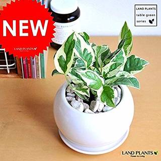 Amazon｜LAND PLANTS ポトス・エンジョイ 白色丸型陶器｜グリーン・観葉植物 オンライン通販 (135064)