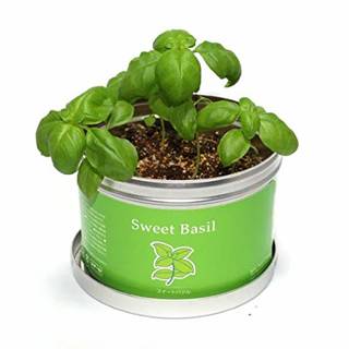 Amazon.co.jp： 家庭菜園 リトルガーデン・プロ バジル ＜LGP-28＞: ホーム&キッチン (135066)